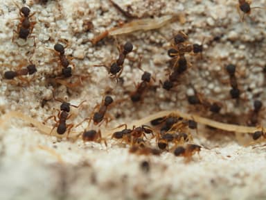 Cyphomyrmex minutus photo 29