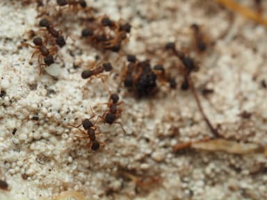 Cyphomyrmex minutus photo 30