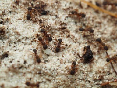 Cyphomyrmex minutus photo 31