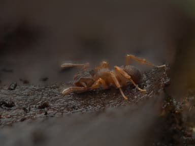 Cyphomyrmex minutus photo 32