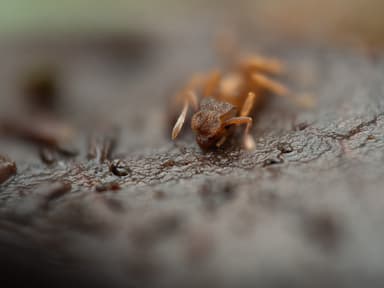 Cyphomyrmex minutus photo 33