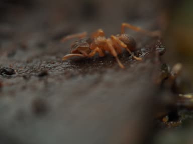 Cyphomyrmex minutus photo 34
