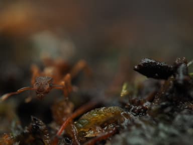 Cyphomyrmex minutus photo 35