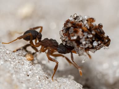 Cyphomyrmex minutus photo 36