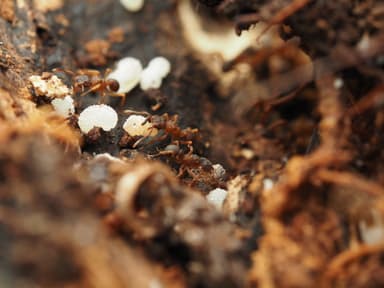 Cyphomyrmex minutus photo 37