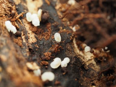 Cyphomyrmex minutus photo 38