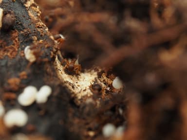 Cyphomyrmex minutus photo 39