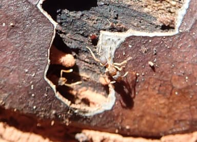 Cyphomyrmex minutus photo 40