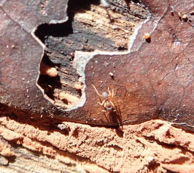 Cyphomyrmex minutus photo 41