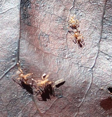 Cyphomyrmex minutus photo 42