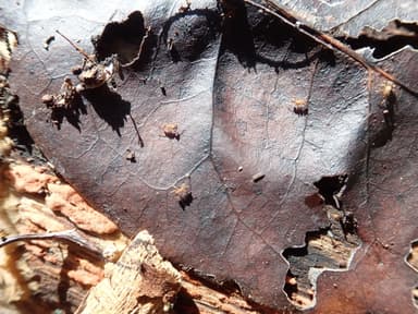 Cyphomyrmex minutus photo 43