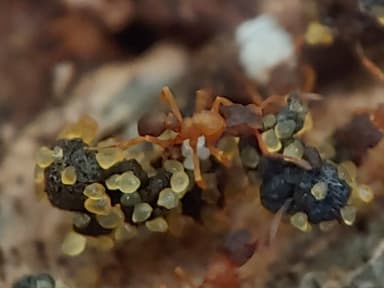Cyphomyrmex minutus photo 44