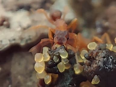 Cyphomyrmex minutus photo 45