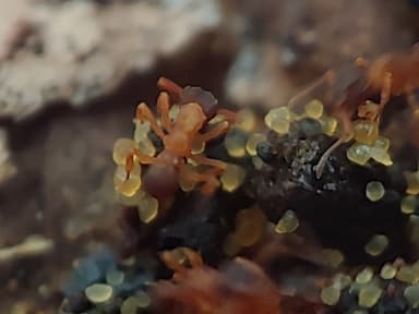 Cyphomyrmex minutus photo 46