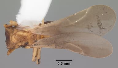 Cyphomyrmex minutus — queen photo 1