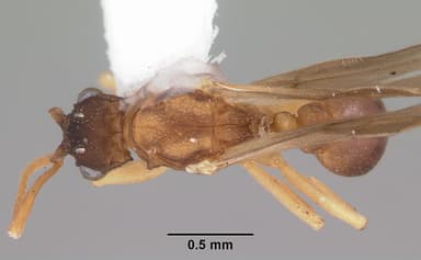 Cyphomyrmex minutus — queen photo 2