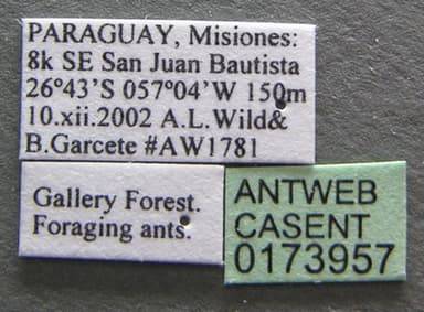 Cyphomyrmex minutus photo 3