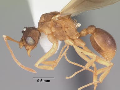 Cyphomyrmex minutus — queen photo 4