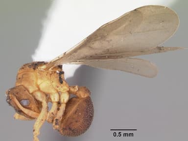 Cyphomyrmex minutus — queen photo 5