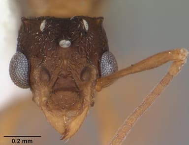 Cyphomyrmex minutus — queen photo 6