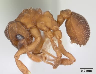 Cyphomyrmex minutus — queen photo 7