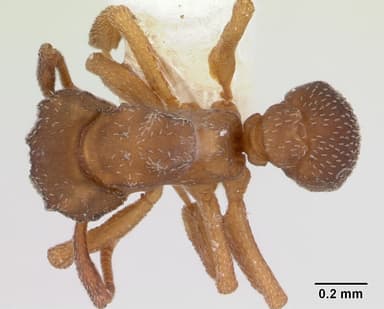 Cyphomyrmex minutus — queen photo 8