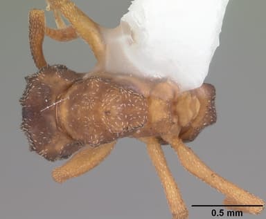 Cyphomyrmex minutus — queen photo 9