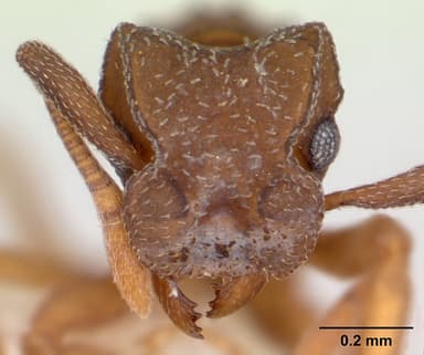 Cyphomyrmex minutus — queen photo 10