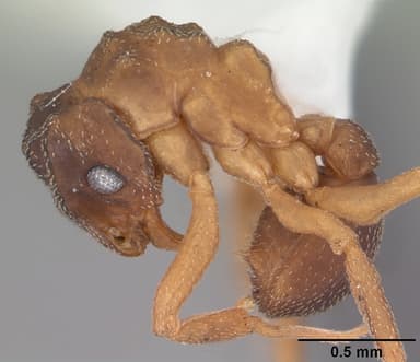 Cyphomyrmex minutus — queen photo 11