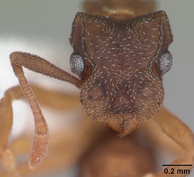 Cyphomyrmex minutus — queen photo 12