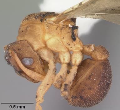 Cyphomyrmex minutus — queen photo 13