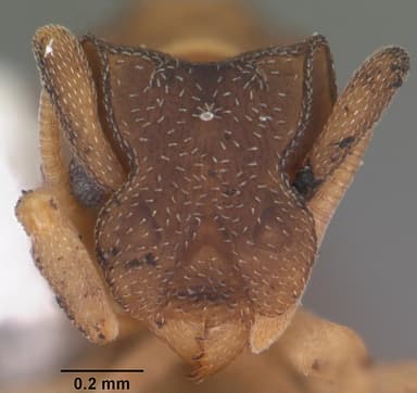 Cyphomyrmex minutus — queen photo 14