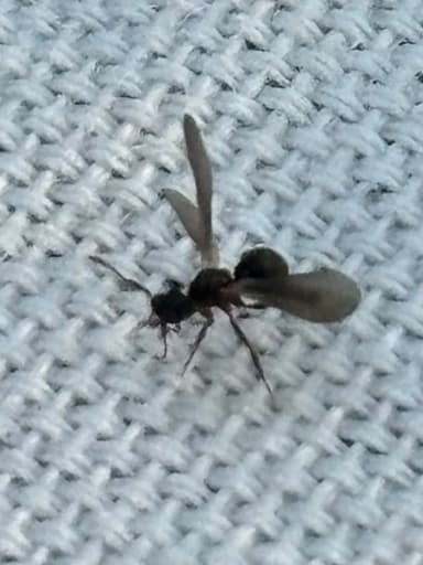 Cyphomyrmex rimosus photo 28
