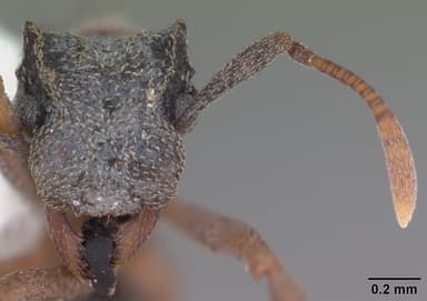 Cyphomyrmex rimosus — queen photo 3