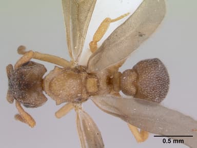 Cyphomyrmex rimosus — queen photo 5