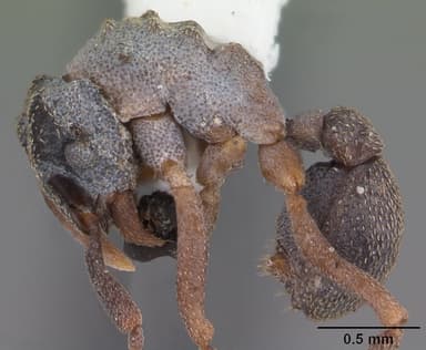 Cyphomyrmex rimosus — queen photo 11