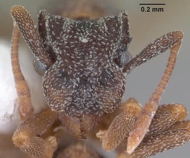 Cyphomyrmex rimosus — queen photo 13