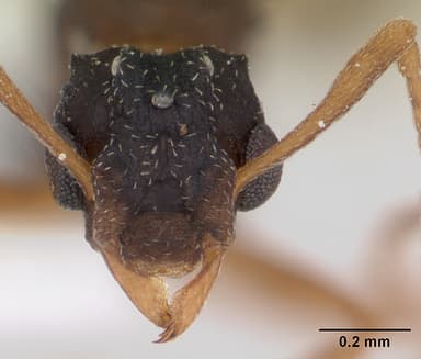 Cyphomyrmex rimosus — queen photo 14