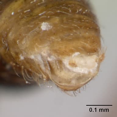 Cyphomyrmex rimosus — queen photo 16