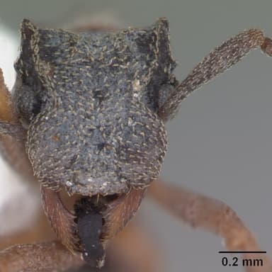 Cyphomyrmex rimosus — queen photo 17