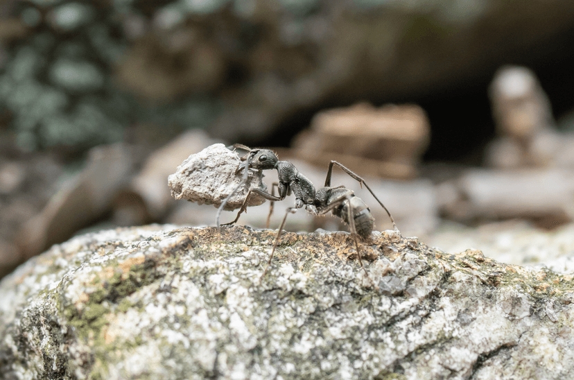 Diacamma rugosum photo 1