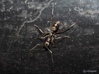 Diacamma rugosum photo 3
