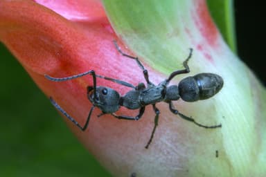 Diacamma rugosum photo 4