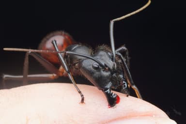 Dinomyrmex gigas photo 1