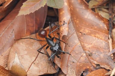 Dinomyrmex gigas photo 3