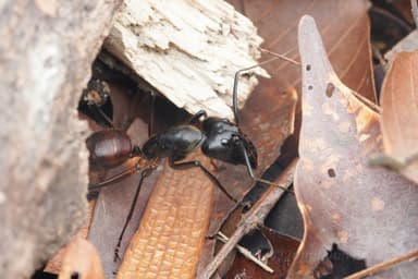 Dinomyrmex gigas photo 5