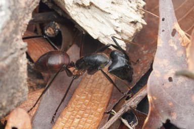 Dinomyrmex gigas photo 6