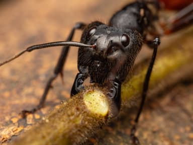 Dinomyrmex gigas photo 7