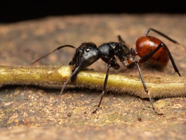 Dinomyrmex gigas photo 8
