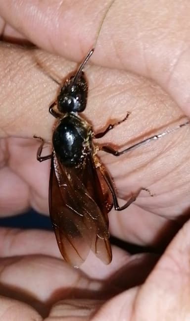 Dinomyrmex gigas photo 10